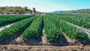 Vibrant rows of green crops on a sunny day showcasing sustainable agriculture.